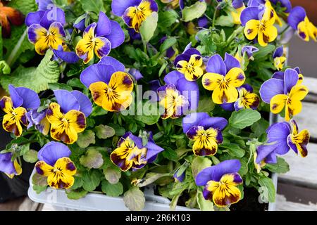Schlappschwänze (Viola wittrockiana) in einem Hängekorb am Zaun. Stockfoto
