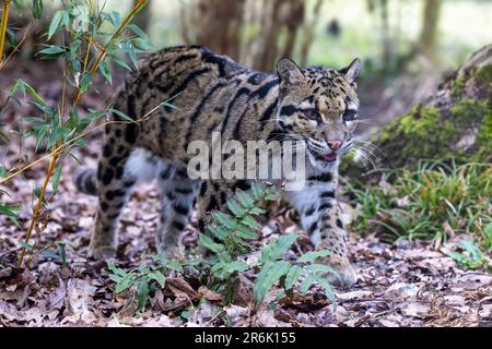 Erwachsener, bewölkter Leopard, Neofelis nebulosa, geht durch das Unterholz. Diese Katze ist von den Ausläufern des Himalaja, dem Festland, in Wäldern endemisch Stockfoto