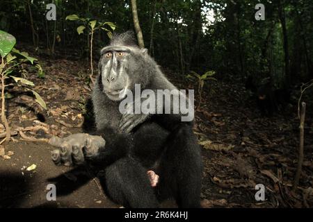 Ein Makaken (Macaca nigra) zeigt eine Handgeste des „Fragen/Empfangen“ während einer Interaktion mit Menschen im Wald von Tangkoko, Nord-Sulawesi, Indonesien. Wissenschaftler haben gewarnt, dass Ökotourismus oder andere Arten menschlicher Aktivitäten in einem Lebensraum für wild lebende Tiere das Verhalten der Tiere allmählich verändern können. Stockfoto