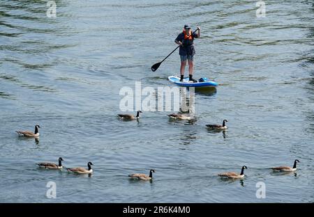 Eine Person paddelt entlang der Themse in Wallingford, Oxfordshire. Foto: Samstag, 10. Juni 2023. Stockfoto