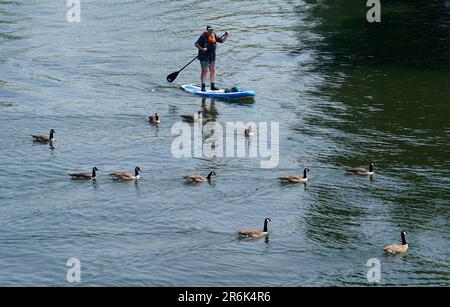 Eine Person paddelt entlang der Themse in Wallingford, Oxfordshire. Foto: Samstag, 10. Juni 2023. Stockfoto