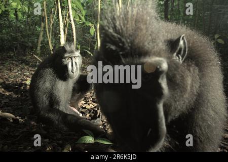 Zwei Personen von Sulawesi-Schwarzkammmakaken (Macaca nigra) werden im Naturschutzgebiet Tangkoko, North Sulawesi, Indonesien, fotografiert. In einer wärmeren Zukunft müssten sich die Primaten anpassen, mit weniger Futtersuche oder ohne Paarung, was die gesamte Nahrungsaufnahme einschränken und den Fortpflanzungszyklus verändern könnte. Auch ohne den Faktor des Klimawandels ist Macaca nigra einer der 25 am stärksten gefährdeten Primaten der Erde und wird laut Wissenschaftlern bis 2050 aussterben. Stockfoto