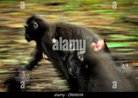 Eine Erwachsene Sulawesi-Schwarzkammmakake (Macaca nigra) trägt ein Kind, während sie sich hinter anderen Personen im Naturschutzgebiet Tangkoko, North Sulawesi, Indonesien, auf dem Waldboden bewegt. Der Klimawandel kann laut Wissenschaftlern die Eignung des Lebensraums und die geografische Verteilung von Primaten verringern. Stockfoto