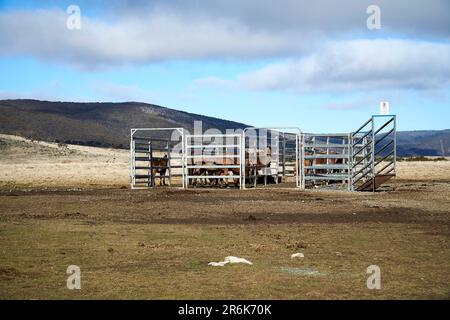 Eine Herde australischer Brumbies in einem Pferdehof in der Long Plain im Kosciuszko-Nationalpark Stockfoto