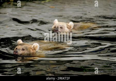 Syrische Braunbären (Ursus arctos syriacus) schwimmen, syrische Braunbären Stockfoto