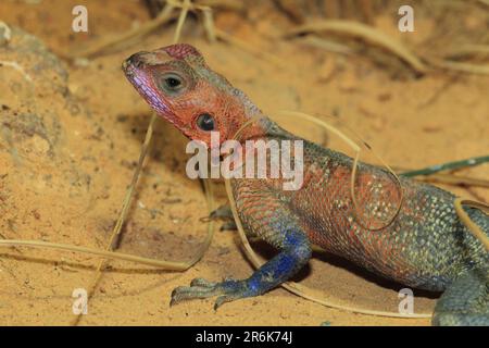 Flieder-Agama-Flachkopfgestein (Agama mwanzae) Stockfoto