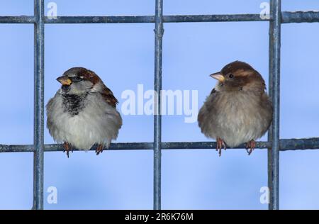 Zwei Spatzen des Hauses (Passer domesticus) sitzen auf einem Gartenzaun zwei Spatzen des Hauses sitzen auf einem Gartenzaun Stockfoto