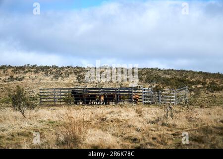 Eine Herde australischer Brumbies in einem Pferdehof in der Long Plain im Kosciuszko-Nationalpark Stockfoto