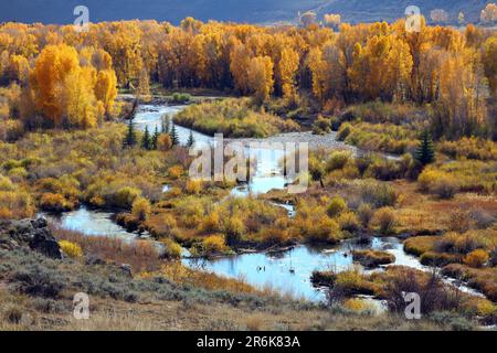 Ohio Creek am Ohio Pass, Gunnison, Colorado, USA Stockfoto