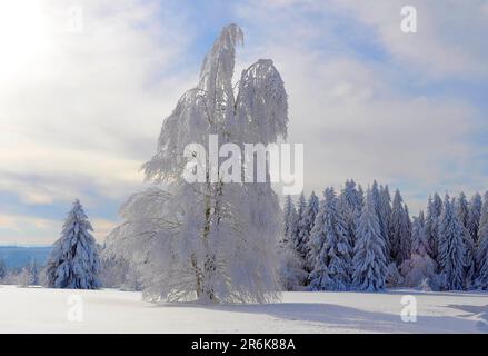 Schwarzwald, nördlicher Schwarzwald bei Kniebis im Winter, Fichtenwald mit Schnee, Birkenbaum mit Schnee, Schneelandschaft, schneebedeckte Bäume, Schwarz Stockfoto