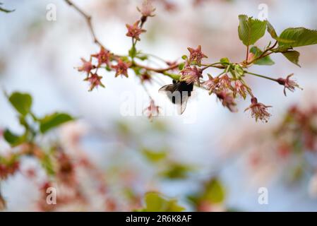 Die Hummel hält eine Kirschblüte mit ihrem süßen Nektar. Stockfoto