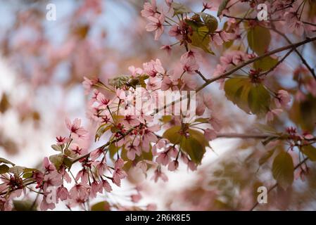 Die zarte Schönheit weicher rosafarbener Kirschblüten vor dem Hintergrund eines ruhigen blauen Himmels zeigt einen bezaubernden Charme der Kunst der Natur Stockfoto