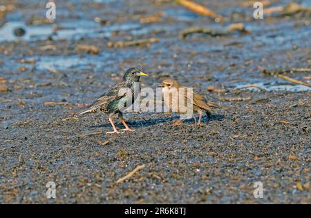 Gemeinsamen Starling (Sturnus Vulgaris) Stockfoto