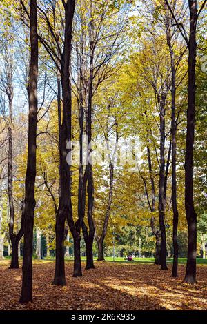 Herbstfarben im Parco di Monza Stockfoto