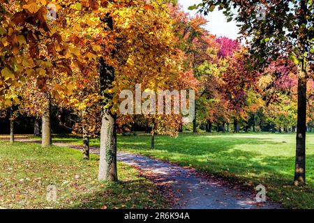 Herbst Tönungen im Parco di Monza Italien Stockfoto