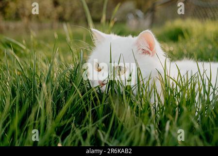 Weiß verborgen in Gras flauschige Katze, grüner Rasen Hintergrund. Raubtier auf der Jagd Stockfoto
