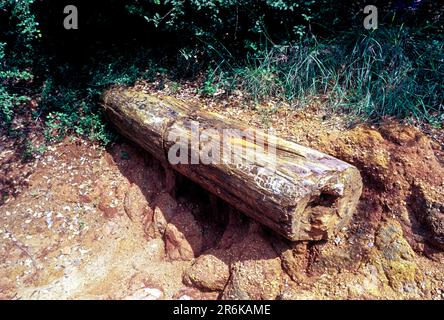 20 Millionen Jahre altes, längstes Fossilienholz im National Fossil Wood Park in Thiruvakkarai Tiruvakkarai bei Puducherry Pondicherry, Tamil Nadu, Süden Stockfoto