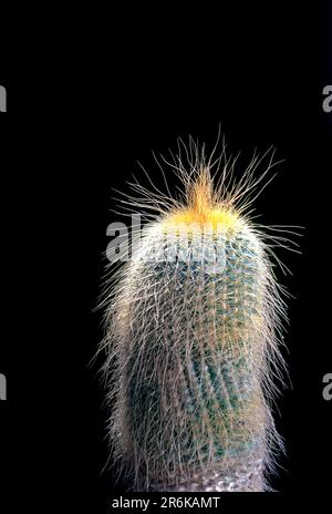 Gefährdeter Kaktus Zitronenkaktus Goldkaktus und Gelbturm-Kaktus (Parodia leninghausii) (Notocactus leninghausii) Tamil Nadu, Süd Stockfoto