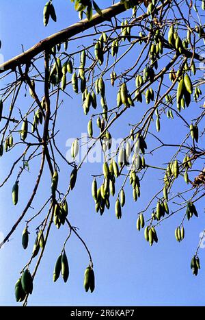 Weißer Baumwollbaum aus Seide (Ceiba pentandra) Kerala, Südindien, Indien, Asien Stockfoto