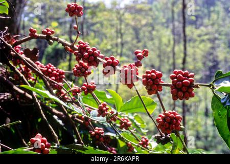 Kaffee (Coffea) Beeren Früchte in coorg Kodagu, Karnataka, Südindien, Indien, Asien Stockfoto