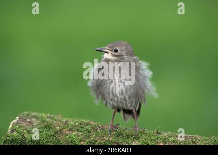 Gewöhnlicher Starling (Sturnus vulgaris), jung Stockfoto