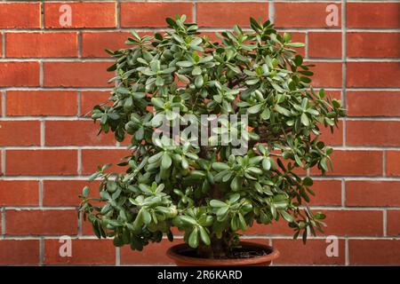 Eine riesige crassula-Blume in einem Topf vor dem Hintergrund einer Ziegelmauer Stockfoto