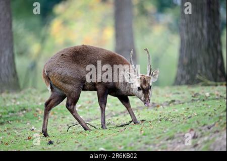 Schweinshirsch (Axis porcinus), männlich Stockfoto