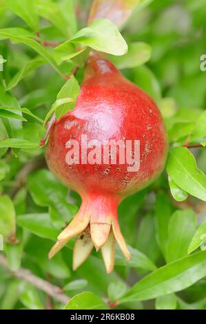 Granatäpfel (Punica granatum var. oma) Baum, Punicaceae Stockfoto