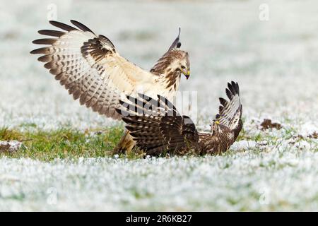 Bussard, Kampf um Nahrung, Niedersachsen, Deutschland (Buteo buteo) Stockfoto