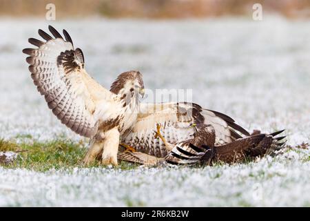 Bussard, Kampf um Nahrung, Niedersachsen, Deutschland (Buteo buteo) Stockfoto