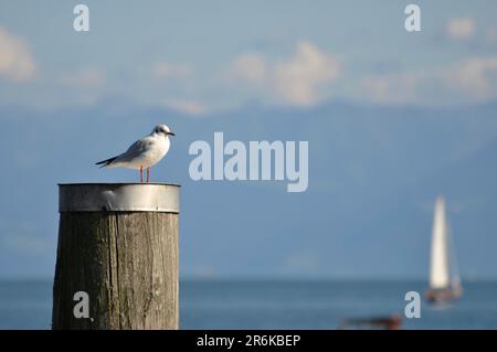 Schwarzkopfmöwe (Chroicocephalus ridibundus) auf Groyne am Bodensee, Schwarzkopfmöwe Stockfoto