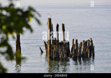 Schwarzkopfmöwe (Chroicocephalus ridibundus) auf Groyne am Bodensee, Schwarzkopfmöwe und großer Kormoran (Phalacrocorax carbo) Stockfoto