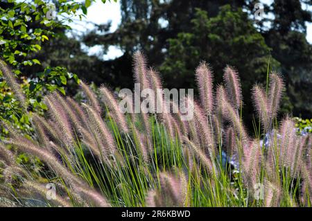 Rohrgras, Lampengras (Pennisetum alopecuroides), Federborstengras, australisches Lampengras Stockfoto