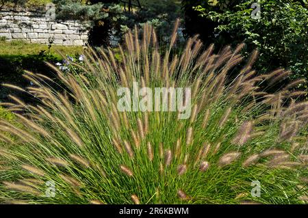 Rohrgras, Lampengras (Pennisetum alopecuroides), Federborstengras, australisches Lampengras Stockfoto