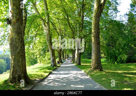 Am Bodensee, Mainau Island, Plane Tree Avenue Stockfoto