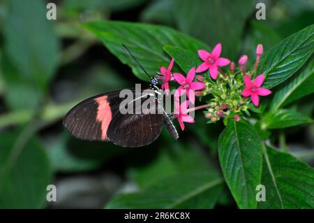 Am Bodensee, Mainau Island, Schmetterlingshaus, Schmetterling auf Blumen, exotischer Schmetterling, Kleiner Kurier, kleiner Postbote (Heliconius erato) Stockfoto