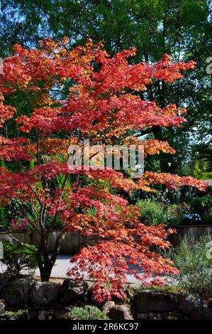 Ahornbaum in Herbstfarbe, tatarapel (Acer tataricum), Ahorn Amur Stockfoto