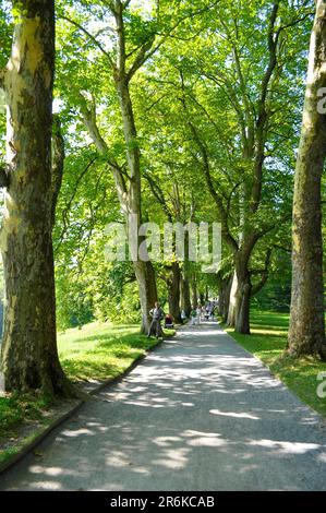 Am Bodensee, Mainau Island, Plane Tree Avenue Stockfoto