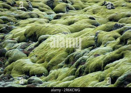 Moss, Woolly Fringe Moss, Lavafeld Eldhraun, Island (Racomitrium canescens) (Racomitrium lanuginosum) Stockfoto