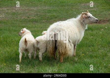 Isländische Schafe, Weibchen und Lämmer, Island, Lämmer Stockfoto