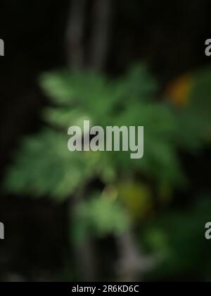 Unscharfer Hintergrund. Stockfoto
