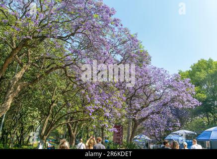 Jacaranda mimosifolia Trees in flower, Bosque de Chapultepec Park, Mexico City, Mexiko Stockfoto