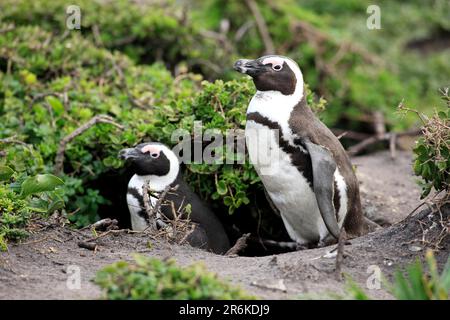 Jackass-Pinguine (Spheniscus demersus), paarweise am Nestloch, Betty's Bay, Südafrika Stockfoto