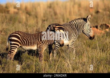 Cape Mountain Zebras (Equus zebra Zebra), Stute mit Fohlen, Mountain Zebra National Park, Südafrika Stockfoto