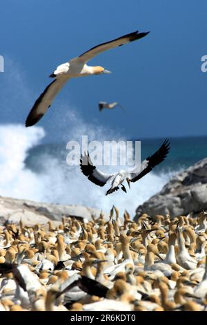 Cape Gannets (Morus capensis), Kolonie, Lambert's Bay, Südafrika (Sula capensis) Kaptoelpel-Kolonie, Lamberts Bay, Suedafrika (Sula capensis) Stockfoto