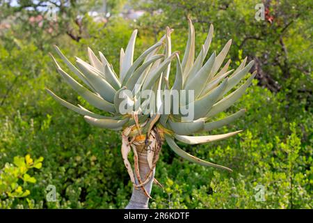 Köcherbaum (Aloe Dichotoma) Stockfoto