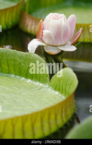 Santa Cruz Wasserlilie (Victoria Cruziana), Riesenlilie Stockfoto