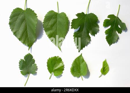 Weißer Maulbeerbaum (Morus alba), Blätter, Bulgarien Stockfoto