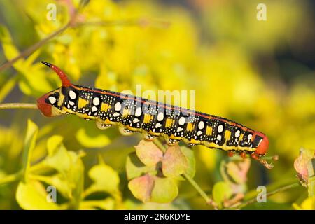 Spurge hawkmoth (Hyles euphorbiae), Raupe, Bulgarien (Celerio euphorbiae), Side Stockfoto