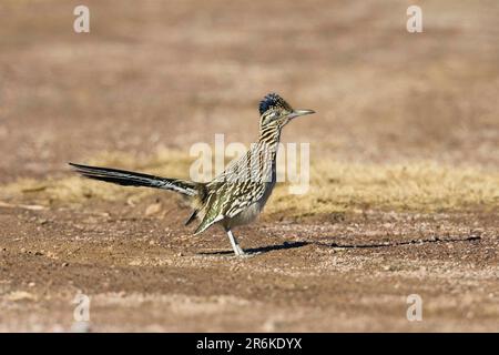 Großraumbahn (Geococcyx californianus), weiblich, Bosque del Apache, New Mexico, lateral, USA Stockfoto